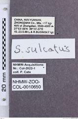 Etikette zu Sinophotistus sulcatus (NHMW-ZOO-COL-0010650)